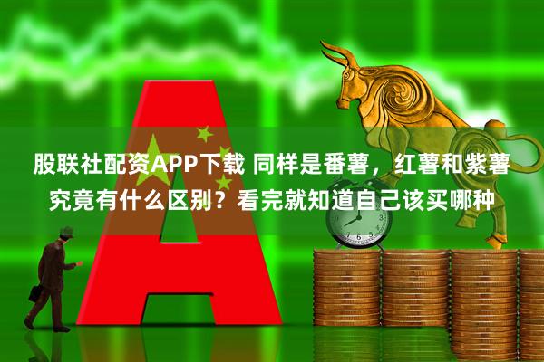 股联社配资APP下载 同样是番薯，红薯和紫薯究竟有什么区别？看完就知道自己该买哪种
